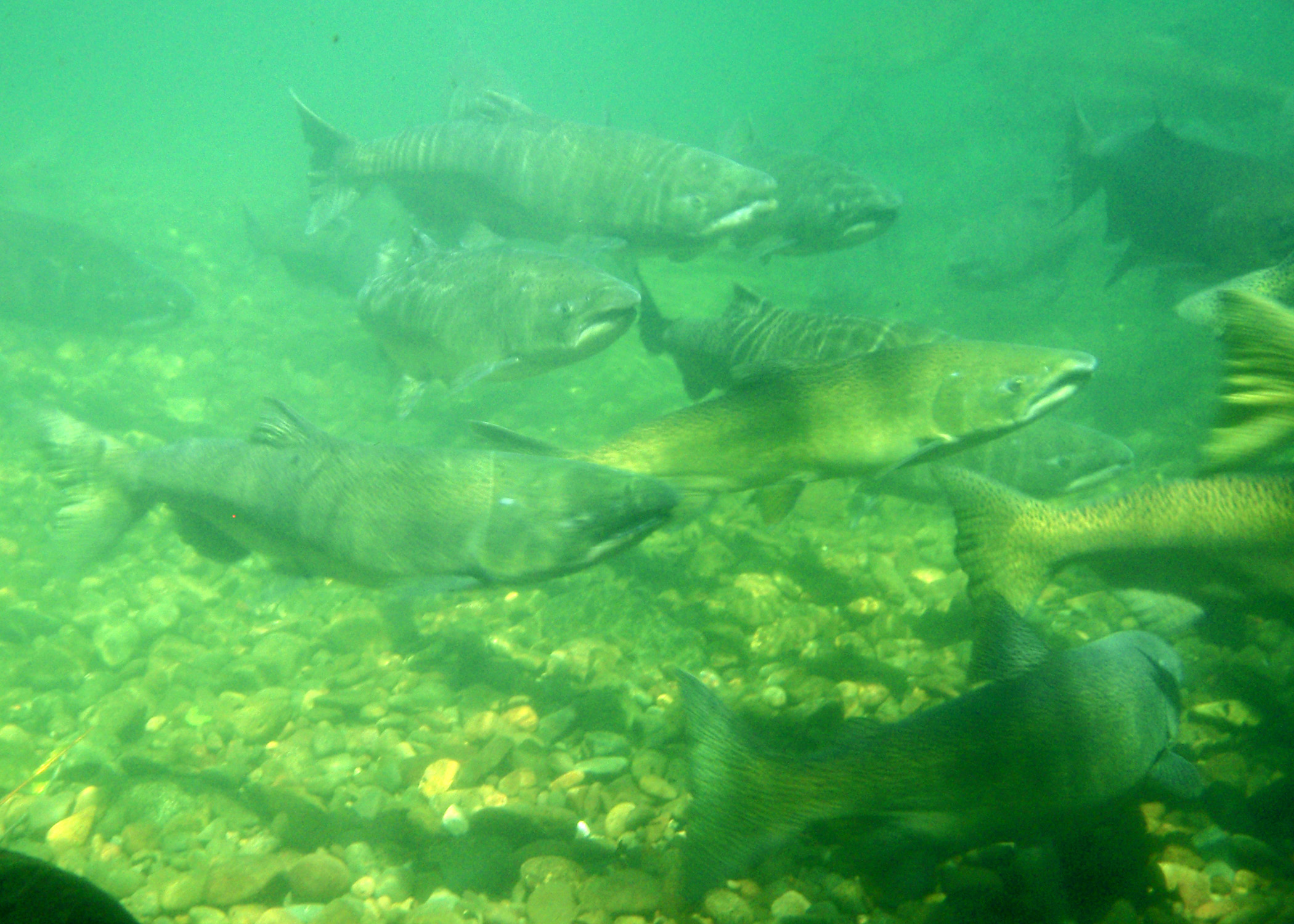 School of adult Chinook in river bottom