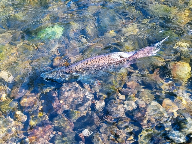 Chinook spawning 