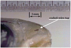 coded wire tag inserted in juvenile salmon snout