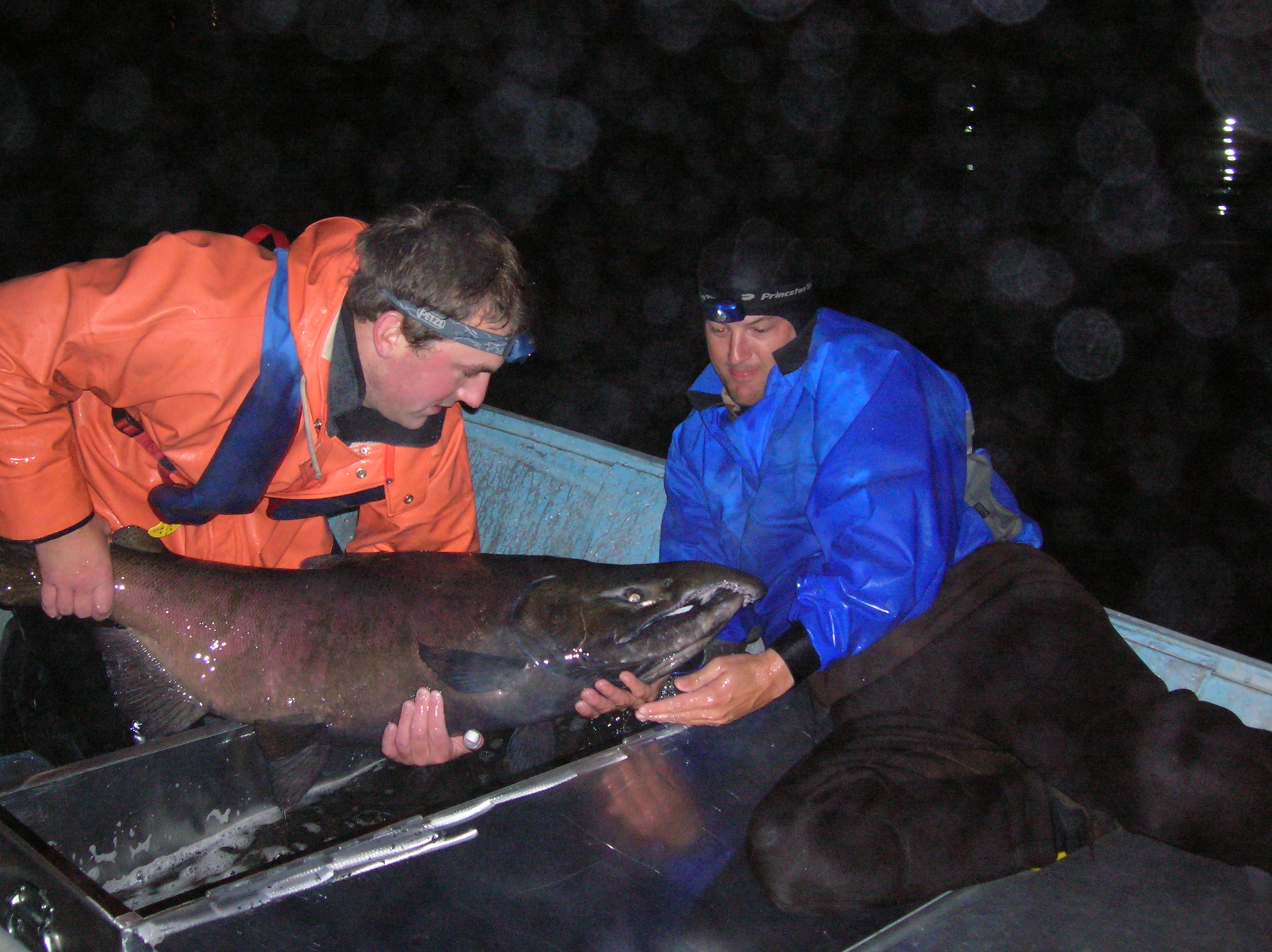 a huge chinook caught during mark-recapture study