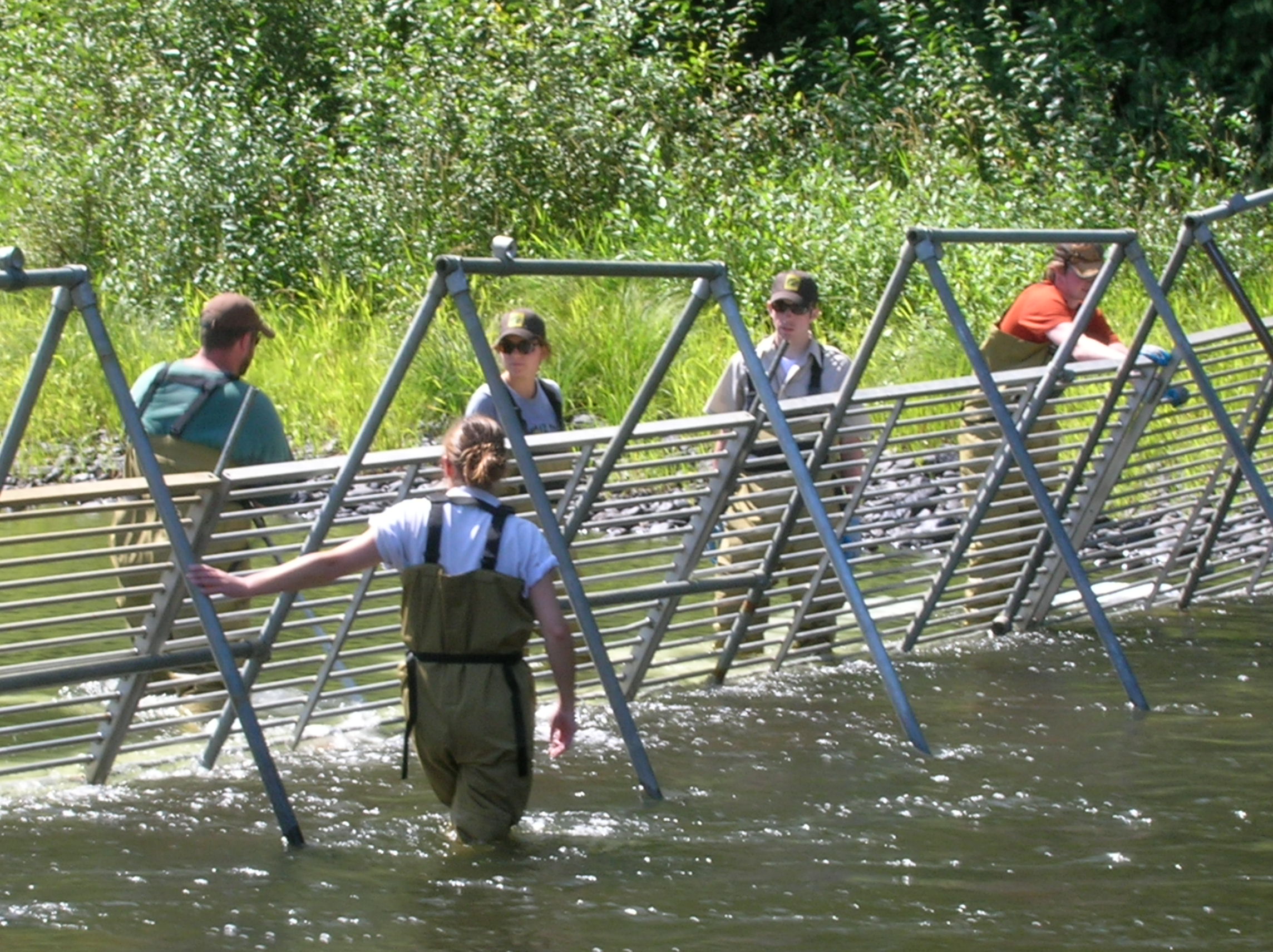setting up a fish weir for mark-recapture