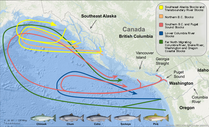 salmon ocean migration map