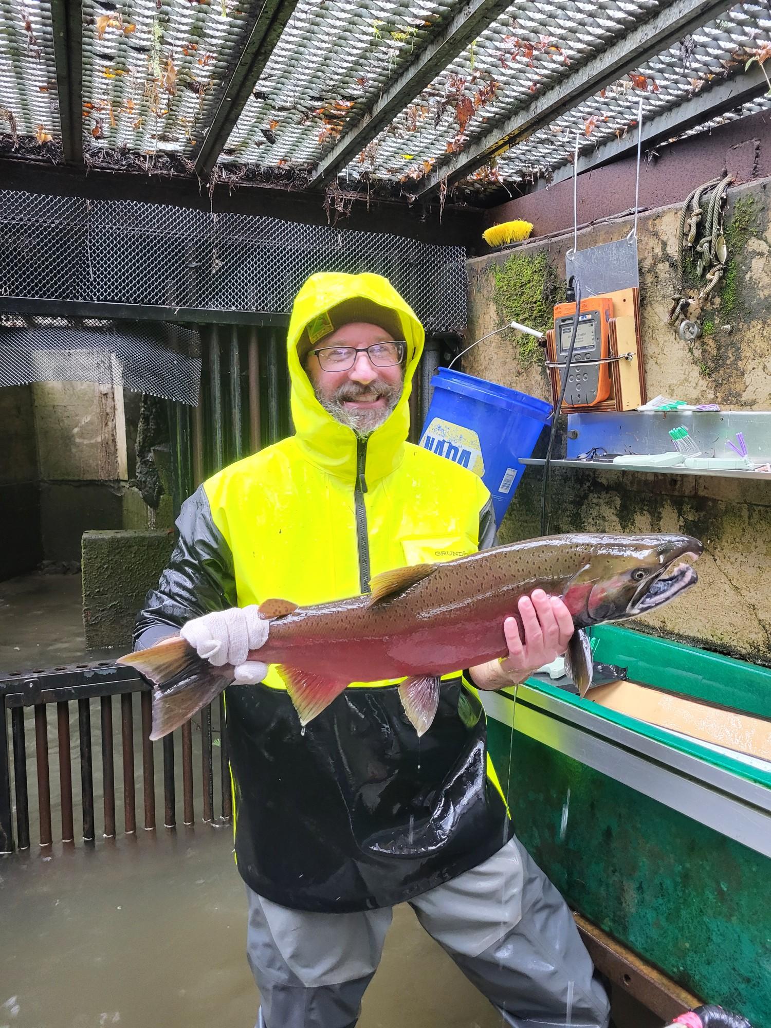 Kevin Hall holding an adult Coho Salmon at a fish trap