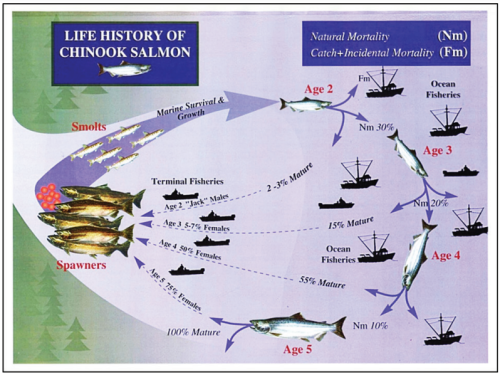 schematic of salmon life history